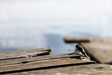 Dragonfly sits on wooden boards on the background of a lake