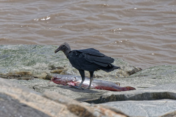Un urubu noir mange son poisson mort sur les roches du littoral guyanais