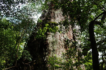 Fototapeta premium 屋久島 苔むすジブリの森 屋久杉