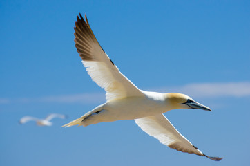 Northern gannet