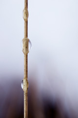 Grains with drops in the morning, picture taken in wintertime