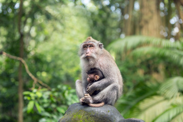 Monkey mother is sitting on a rock in the Ubud forest hugging her cub.