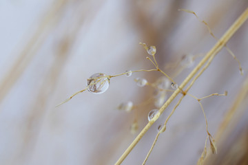 Grains with drops in the morning, picture taken in wintertime