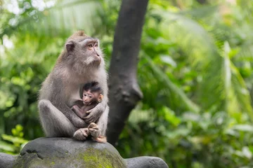 Gardinen Affe Monkey mother is sitting on a rock in the jungle hugging her cub.  © momentscatcher