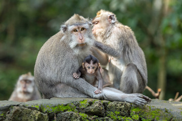 Naklejka na ściany i meble Monkey family has a rest in the jungle.
