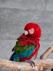 Parrot