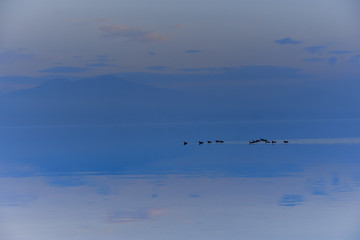 Thessalonian Bay of Mediterranean Sea at sunset (blue, purple) with a flock of coots