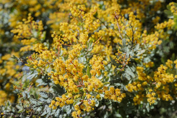 The beautiful Acacia chinchillensis (chinchilla wattle) blossom