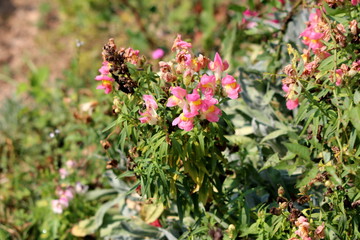 Common snapdragon or Antirrhinum majus blooming and partially dried pink white flowers surrounded with dark green leaves and local garden vegetation on warm summer day