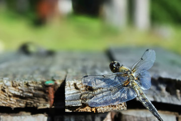 The dragonfly sits on the boards on the grass background