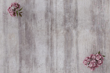 japanese cherry blossom on grunge concrete wall