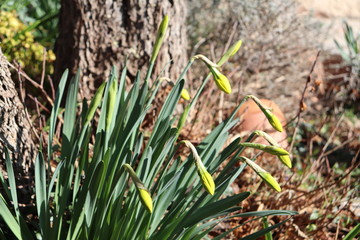 JONQUILLES - FLEURS JAUNES DU PRINTEMPS - NARCISSES
