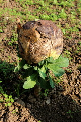 Completely dried Cabbage or Headed cabbage leafy green annual vegetable crop with thick dried brown leaves formed in cabbage head planted in local garden on warm sunny day