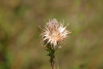 Completely open Greater burdock or Arctium lappa or Edible burdock or Lappa or Gobo or Beggars buttons or Thorny burr or Happy major biennial plants flower head with fully disposed seeds growing in lo