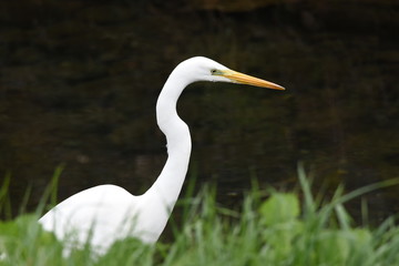 An egret in the stream