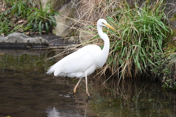 An egret in the stream