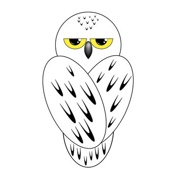 Snowy owl sits with his back on white background, isolate