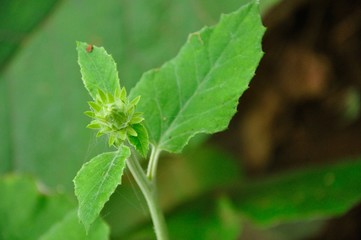オヤマボクチ蕾
