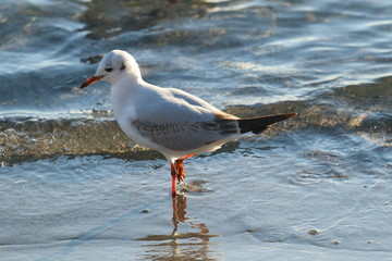 Mouette en gros plan