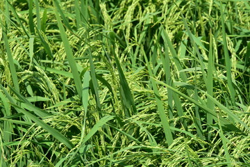 Green rice with wind blows beautifully. Use as background image.