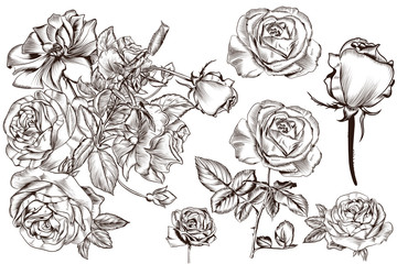 Collection of vector realistic vintage roses for design