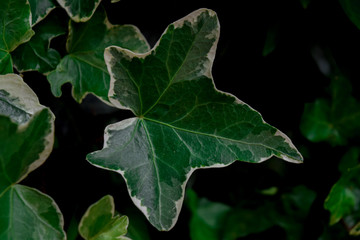 Ivy Leaf