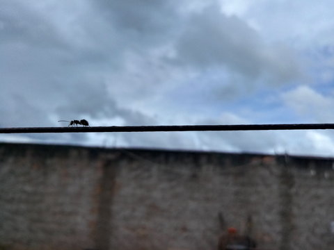 Formiga