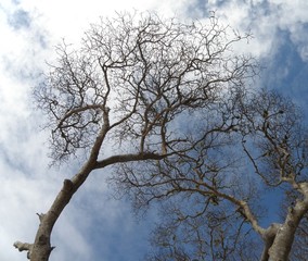 RAMAS