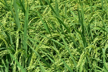 Fototapeta premium Green rice with wind blows beautifully. Use as background image.