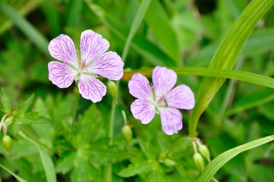 フウロソウ科 Images Browse 257 Stock Photos, Vectors, and Video Adobe Stock