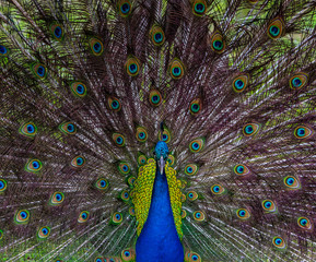 Fototapeta na wymiar Symmetrical Portrait of Blue Peacock and his Tail Feathers