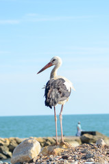 stork on the beach