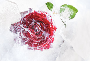 Red rose in the ice. Frozen Rose. Beautiful red flower.