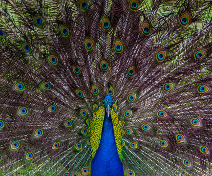Symmetrical Portrait of Blue Peacock and his Tail Feathers