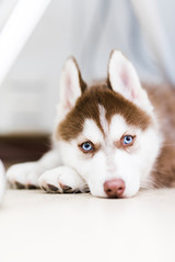 red siberian husky puppy with blue eyes © RiPascual