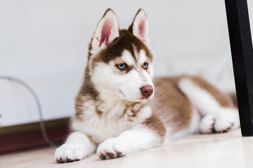 red siberian husky puppy with blue eyes © RiPascual
