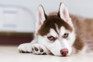 red siberian husky puppy with blue eyes © RiPascual