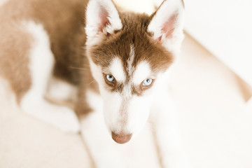 red siberian husky puppy with blue eyes