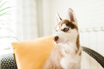 red siberian husky puppy with blue eyes © RiPascual