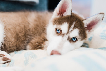 red siberian husky puppy with blue eyes