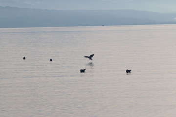 Mouette atterrissant sur le lac