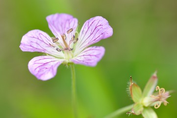 Fototapeta premium カイフウロ