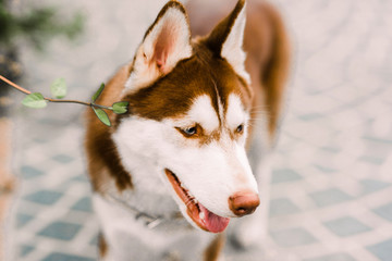 red siberian husky smiling © RiPascual