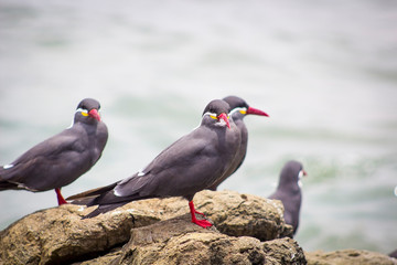 aves en la playa