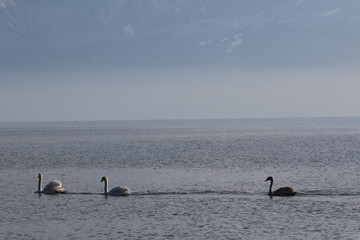 Groupe de trois cygnes sur le lac