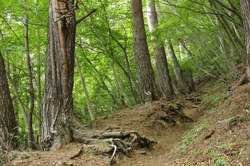 霧のアカマツの森