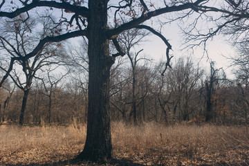 post oak tree in a field