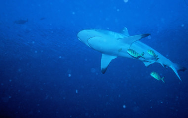 hai auf den malediven