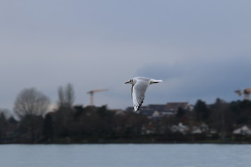 Mouette en vol avec grue en arrière-plan