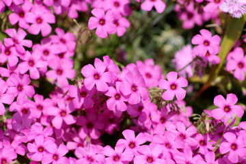 Fototapeta na wymiar Dense Clover or Trefoil fully open blooming pink flowers growing in local garden on warm sunny spring day